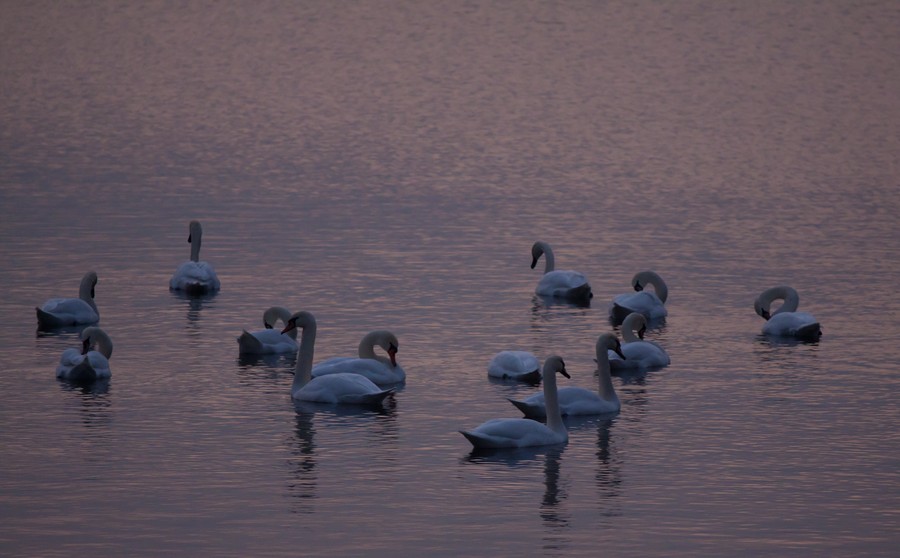 Swans Pangarati lake 2011
