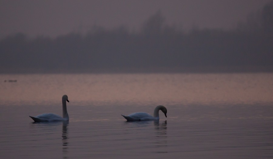 Swans Pangarati lake 2011
