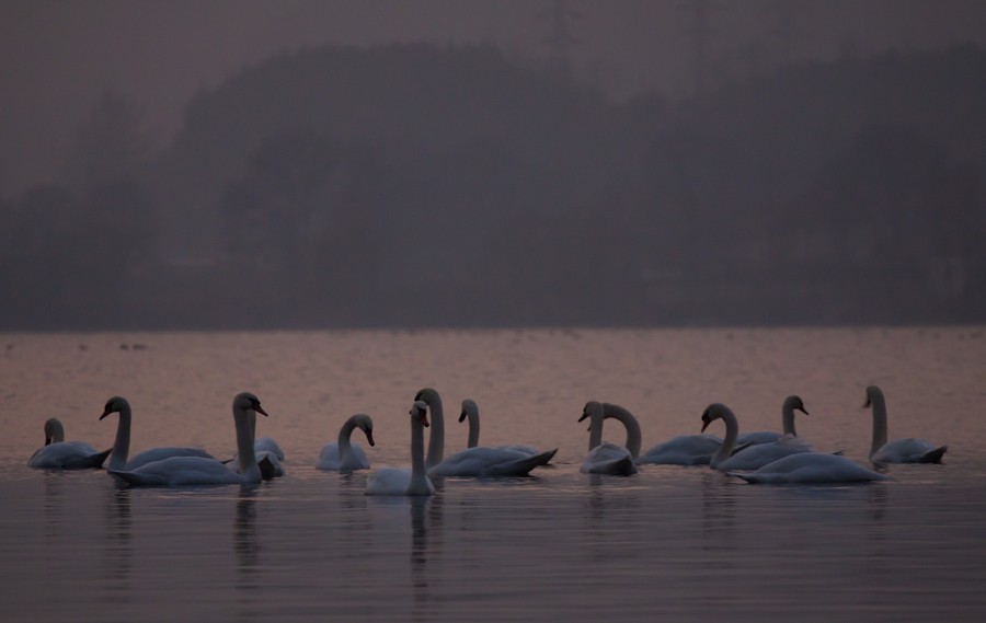 Swans Pangarati lake 2011