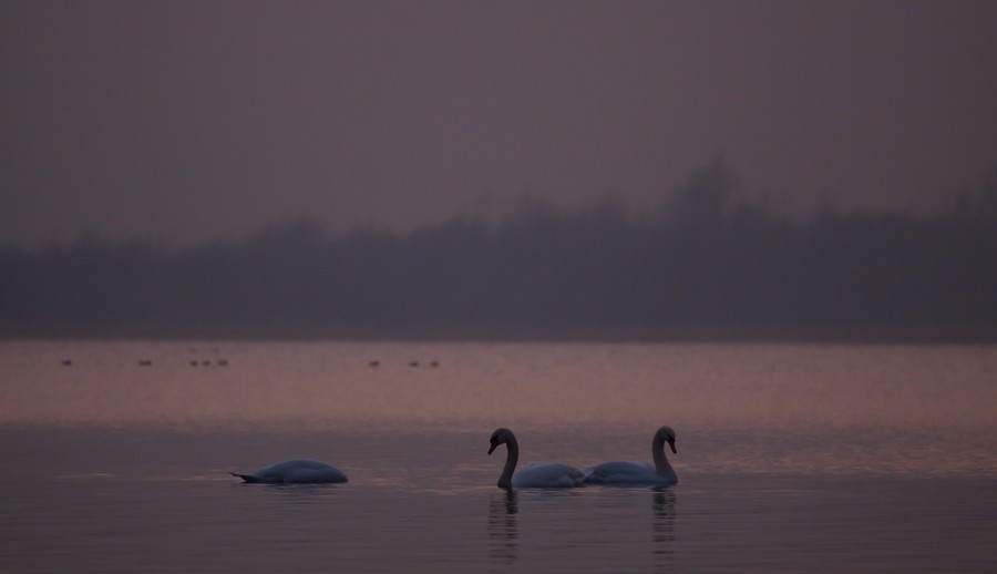 Swans Pangarati lake 2011
