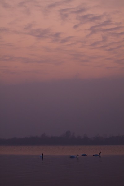 Swans Pangarati lake 2011