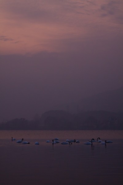 Swans Pangarati lake 2011