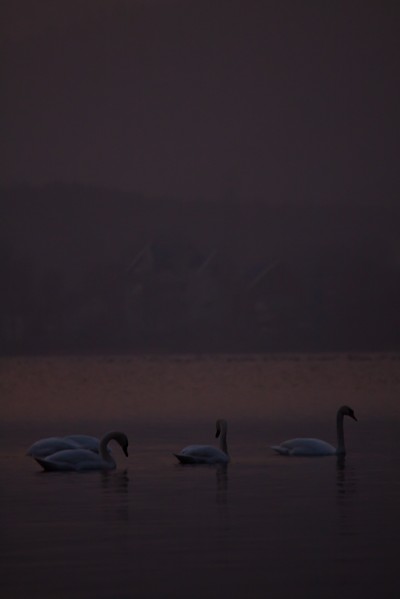 Swans Pangarati lake 2011
