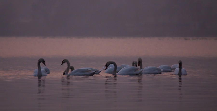 Swans Pangarati lake 2011