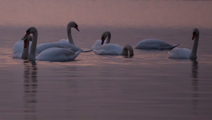 Swans Pangarati lake 2011