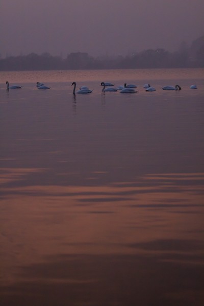 Swans Pangarati lake 2011