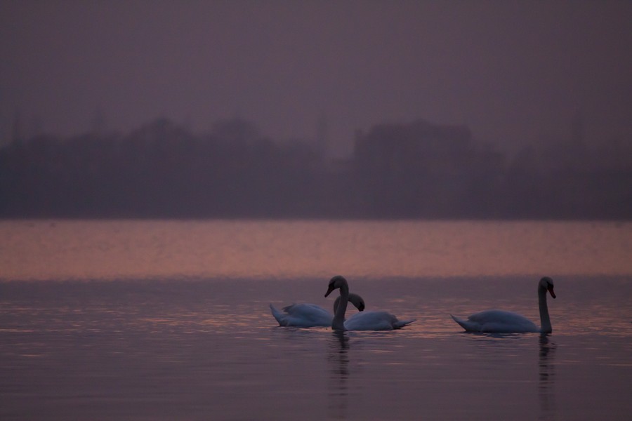 Swans Pangarati lake 2011