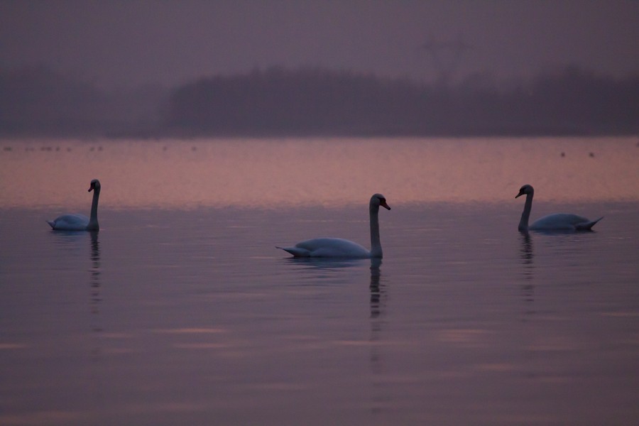 Swans Pangarati lake 2011