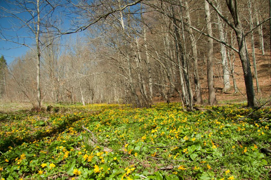 Spring time in Negulesti
