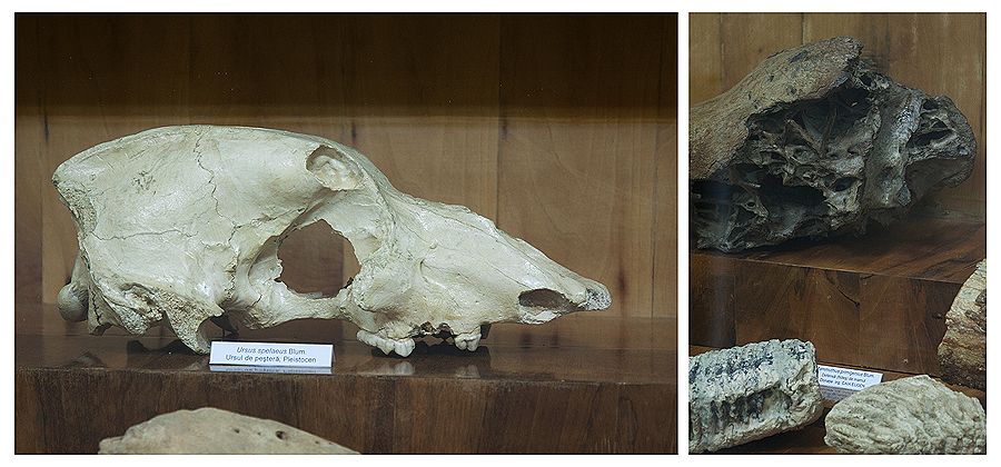 Visit museums from Piatra Neamt