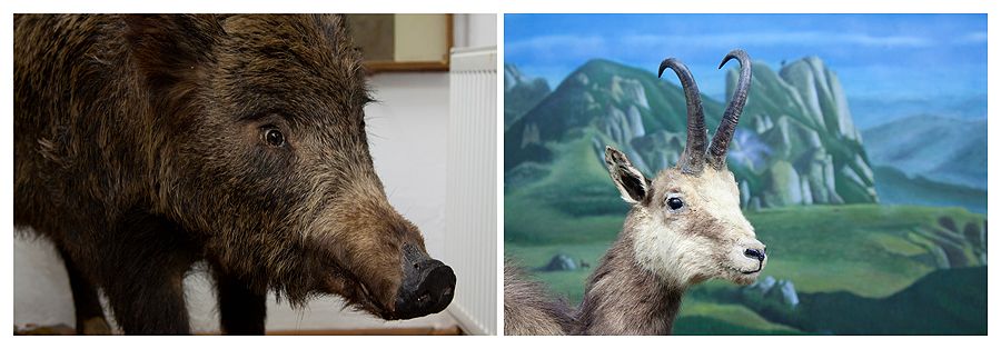 Visit museums from Piatra Neamt