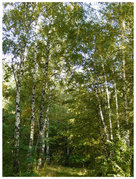 National Park Vanatori