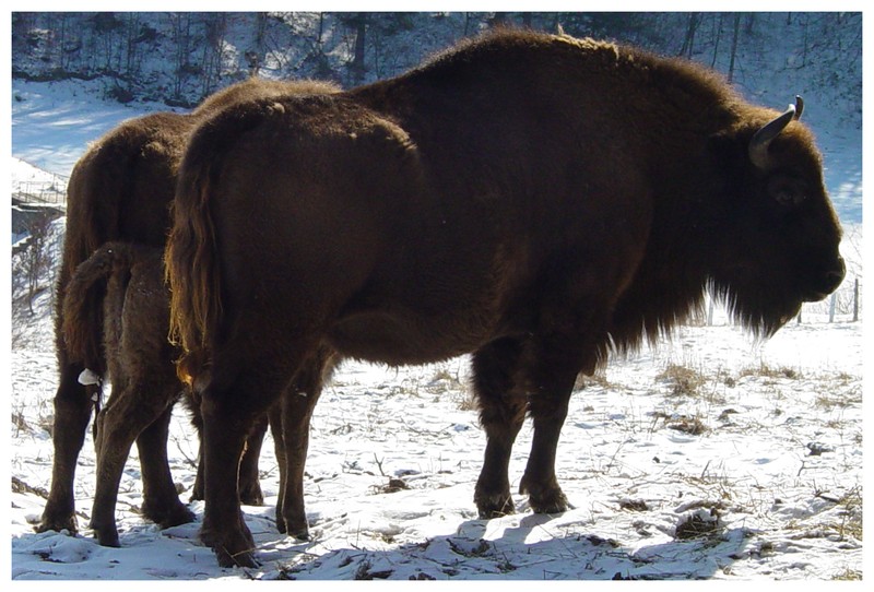 National Park Vanatori