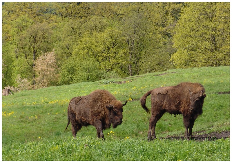 National Park Vanatori