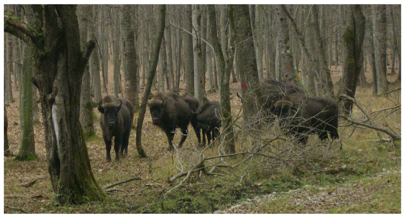 National Park Vanatori