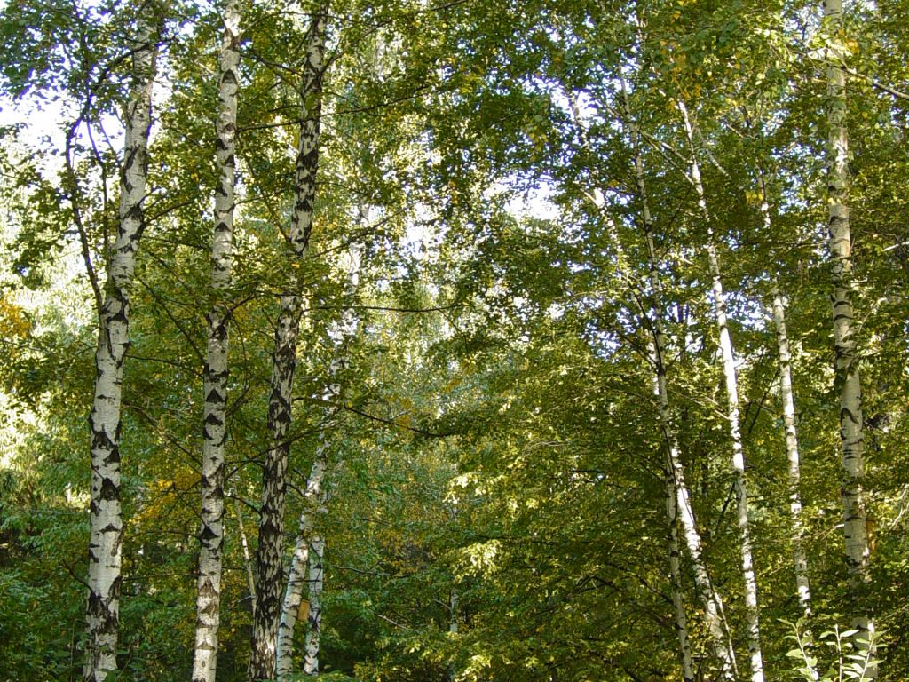 The Silver Forest from Neamț County