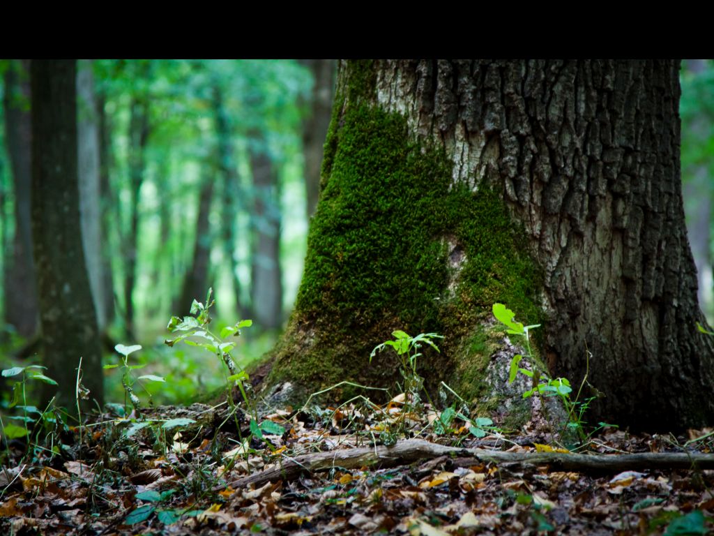 The Silver Forest from Neamț County – photo 10