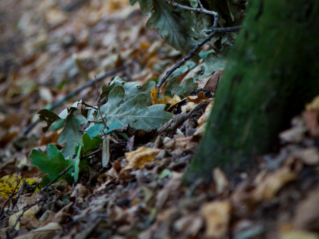 The Silver Forest from Neamț County – photo 11