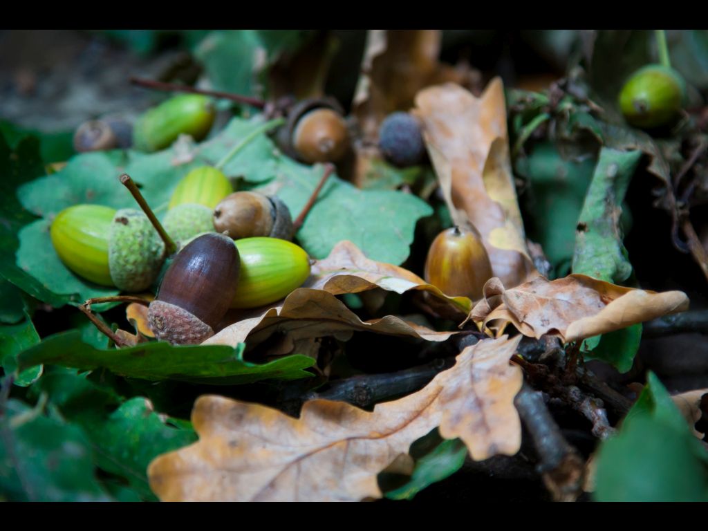 The Silver Forest from Neamț County – photo 12