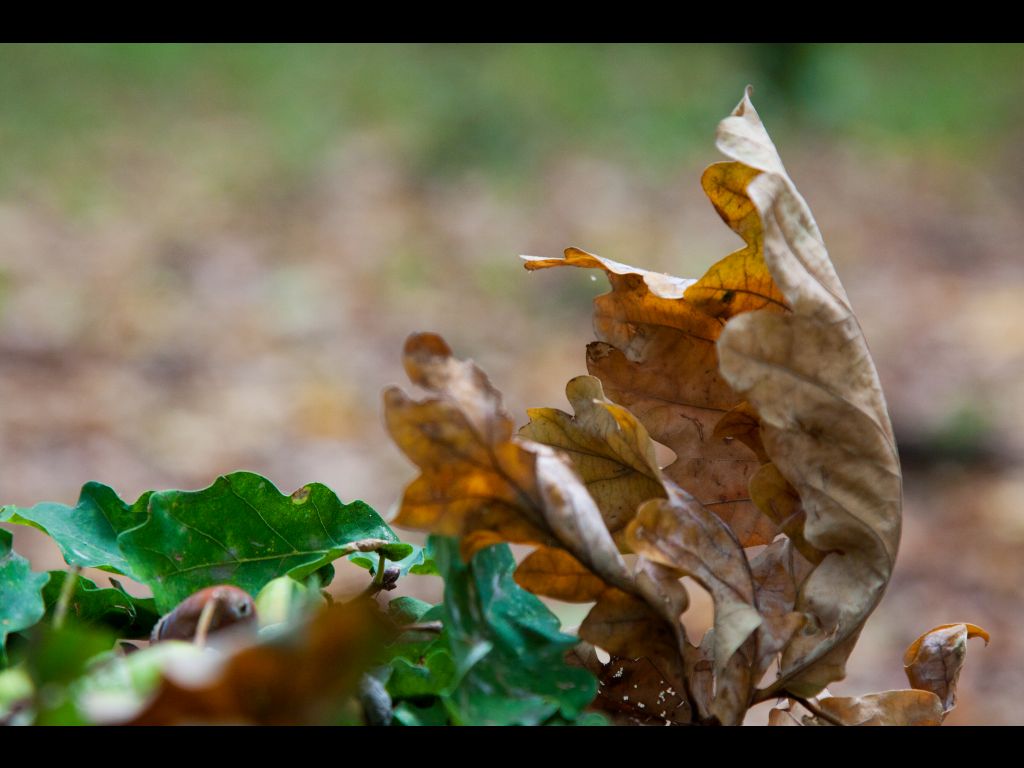 The Silver Forest from Neamț County – photo 14