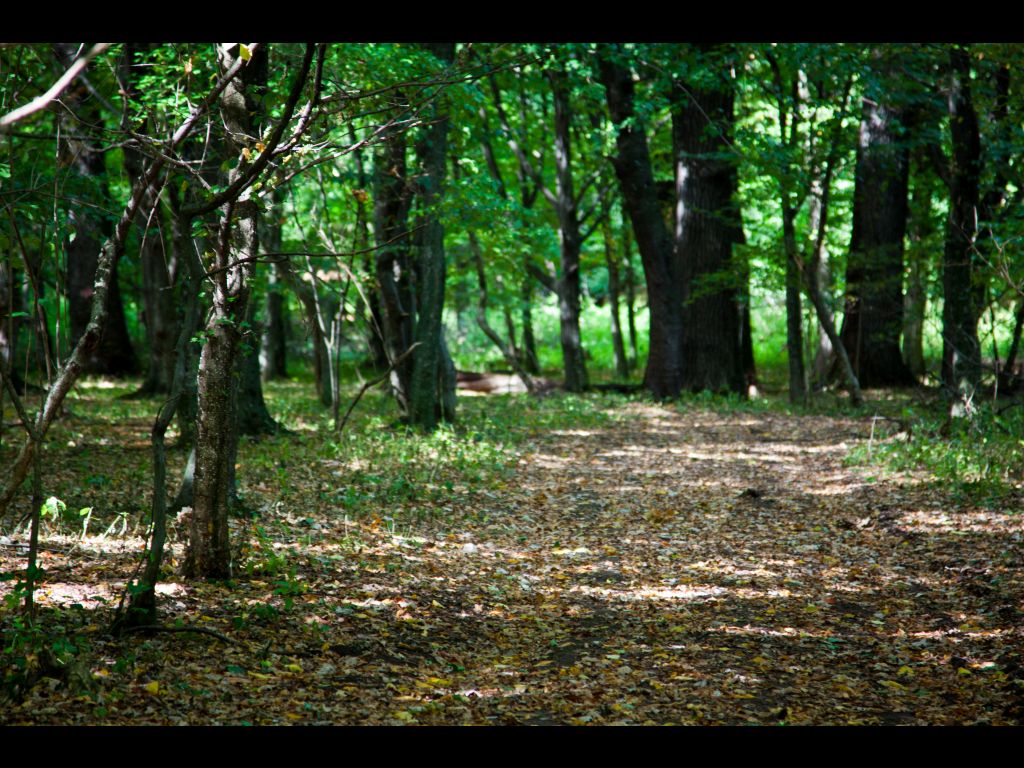 The Silver Forest from Neamț County – photo 2