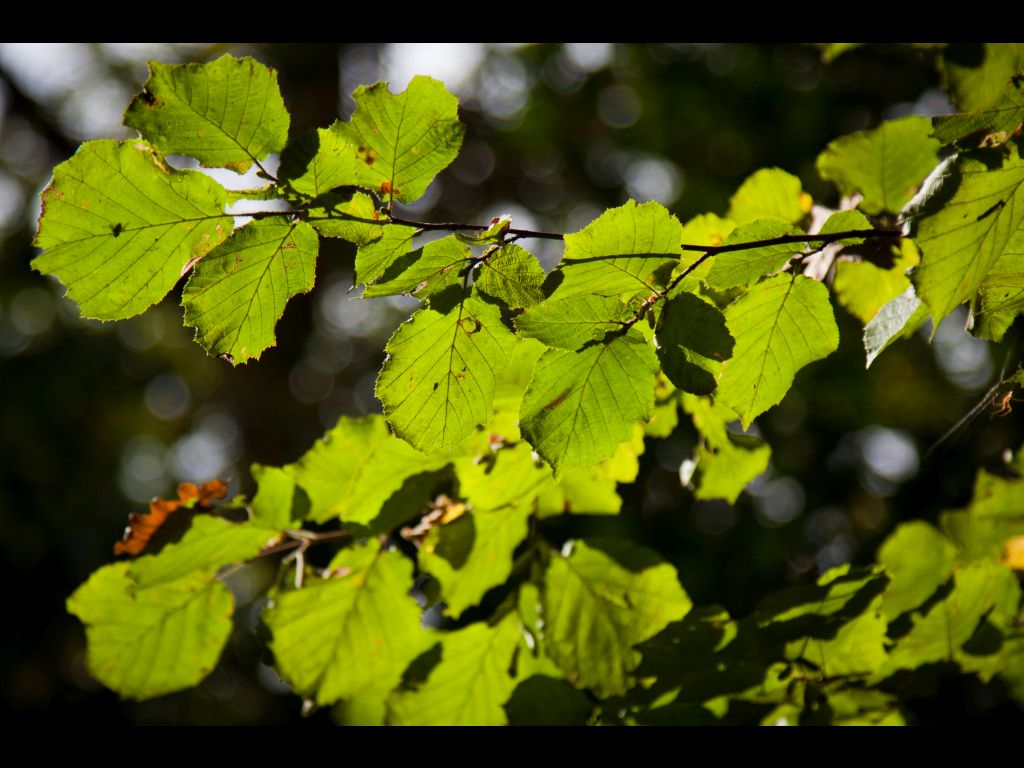 The Silver Forest from Neamț County – photo 3