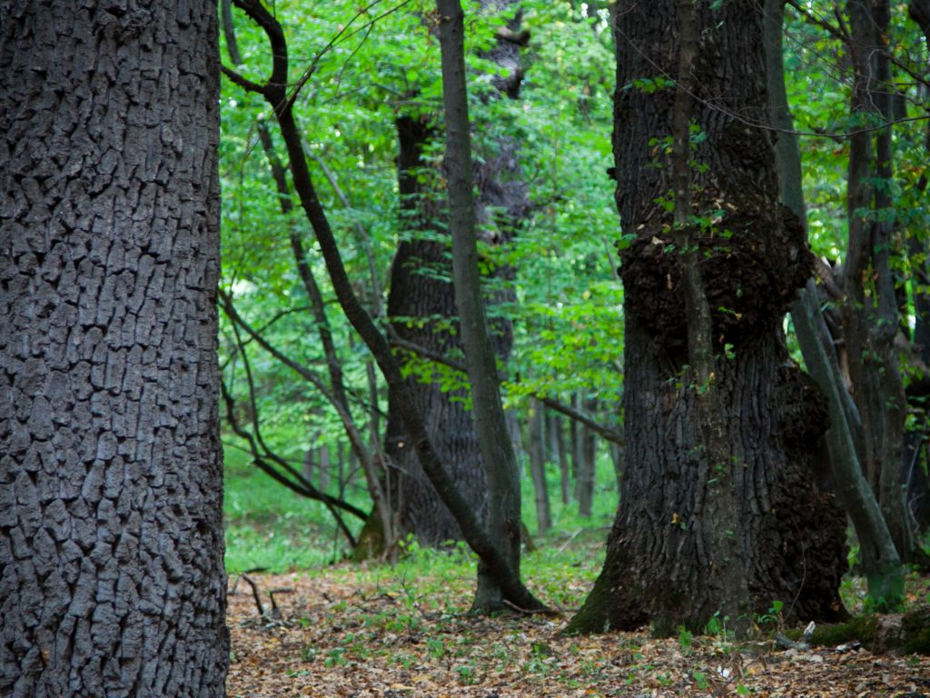 The Silver Forest from Neamț County – photo 4