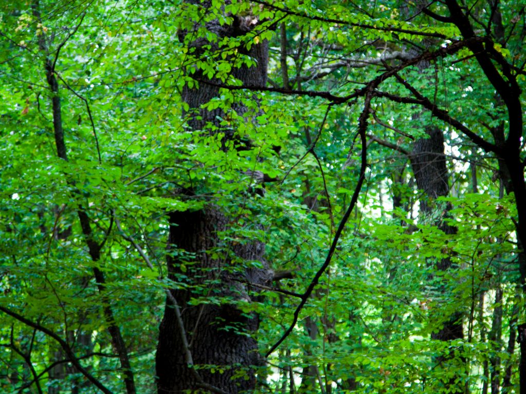 The Silver Forest from Neamț County – photo 5