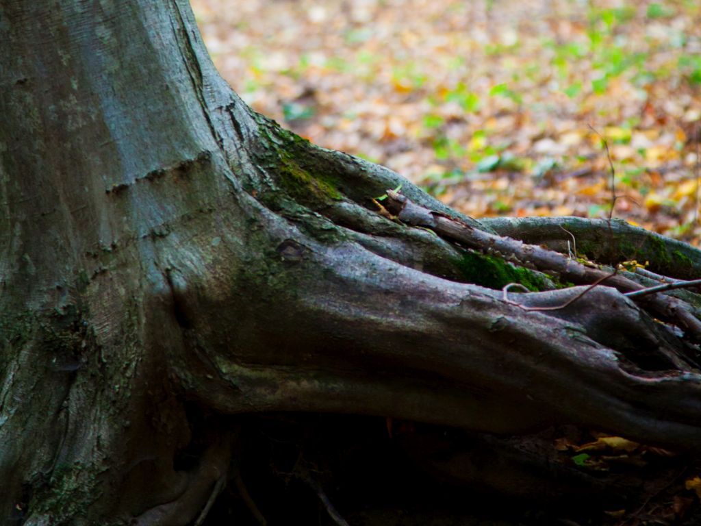 The Silver Forest from Neamț County – photo 6