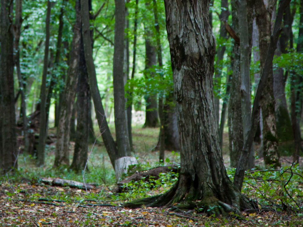 The Silver Forest from Neamț County – photo 7
