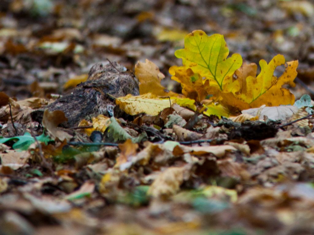 The Silver Forest from Neamț County – photo 9