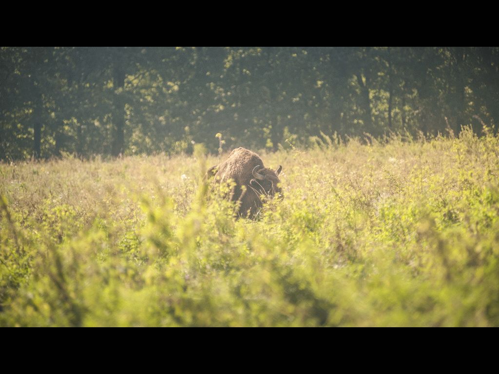 Vânători Neamț Nature Park, from Neamț County – photo 17