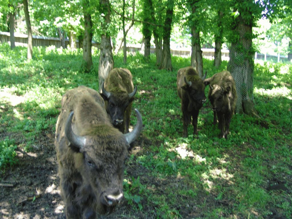 Vânători Neamț Nature Park, from Neamț County – photo 22