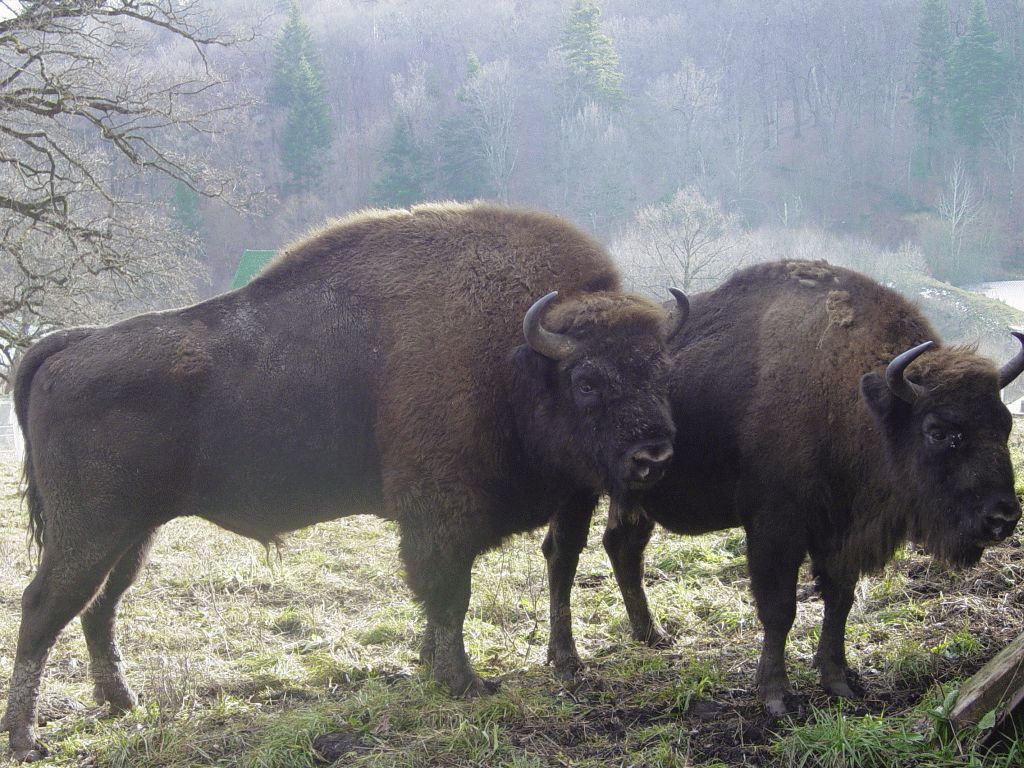 Vânători Neamț Nature Park, from Neamț County – photo 24