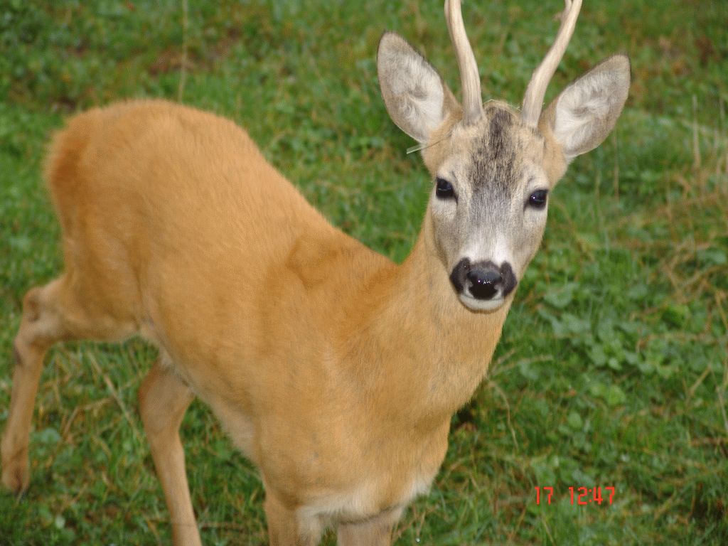 Vânători Neamț Nature Park, from Neamț County – photo 8