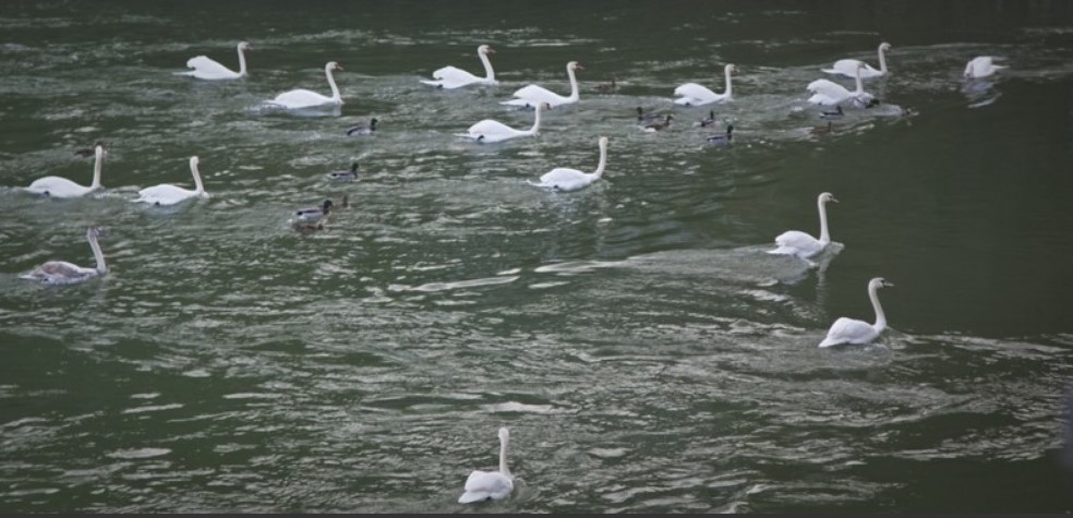 Swans dancing on the lakes in Neamt County – photo 12