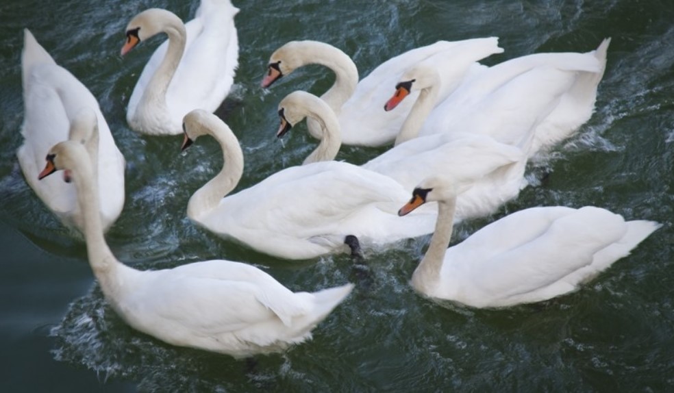 Swans dancing on the lakes in Neamt County – photo 15