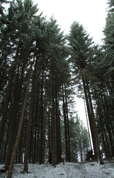 Trekking Route to Cernegura Hill - Piatra Neamt