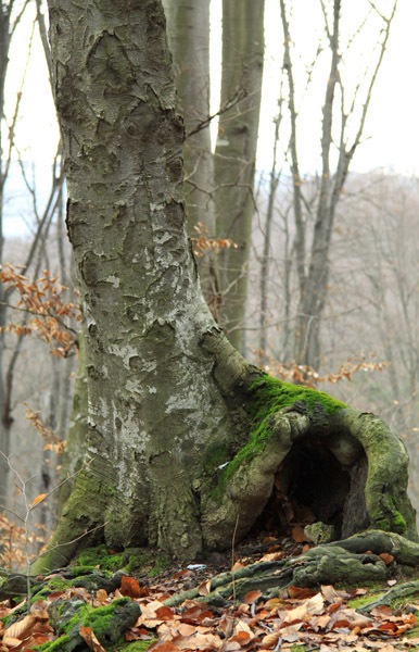 Trekking Route to Cernegura Hill - Piatra Neamt