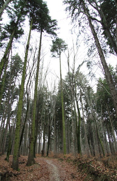 Trekking Route to Cernegura Hill - Piatra Neamt