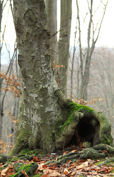 Traseu Trekking Cernegura