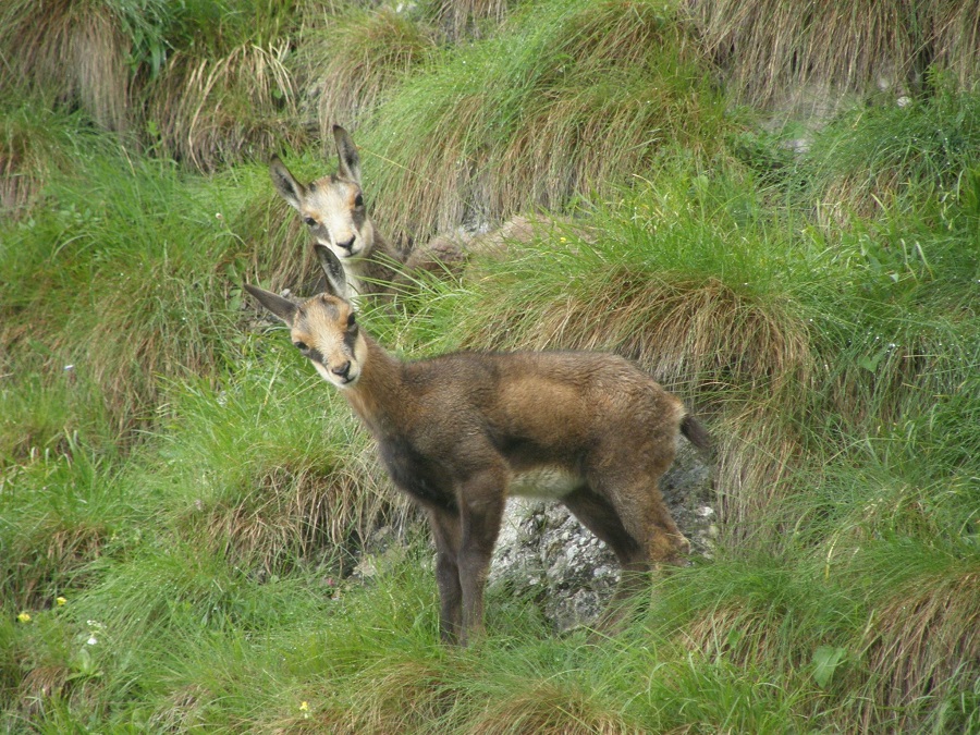 Fauna Masivului Ceahlău