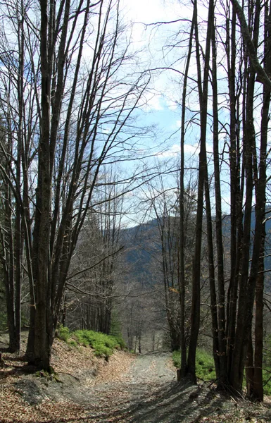 Mountain trail Tarcău – Brates – Batca Rachitei Peak