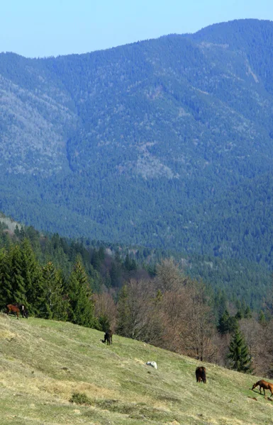 Mountain trail Tarcău – Brates – Batca Rachitei Peak