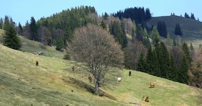 Mountain trail Tarcău – Brates – Batca Rachitei Peak