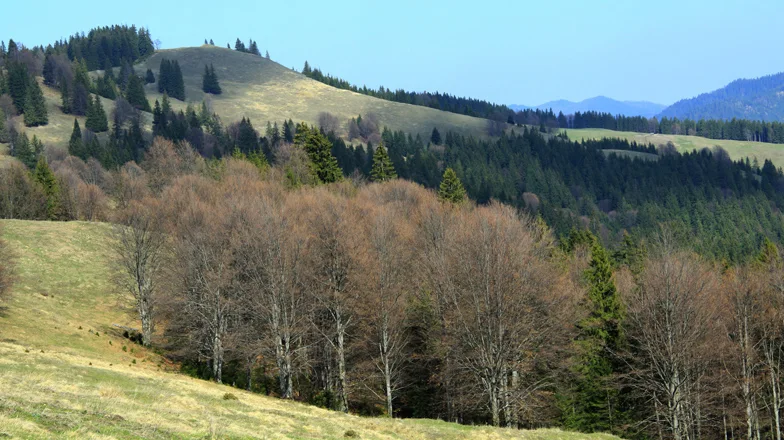 Mountain trail Tarcău – Brates – Batca Rachitei Peak