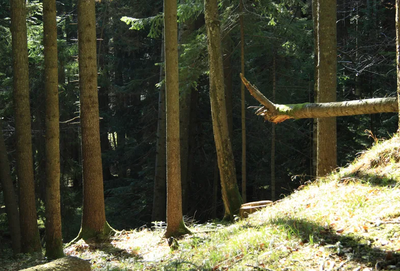 Mountain trail Tarcău – Brates – Batca Rachitei Peak