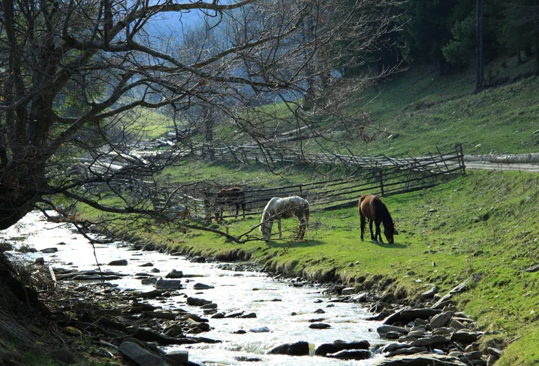 Mountain trail Tarcău – Brates – Batca Rachitei Peak