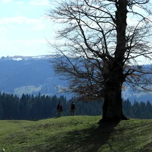 Brates – Batca Rachitei trail – red cross waymark