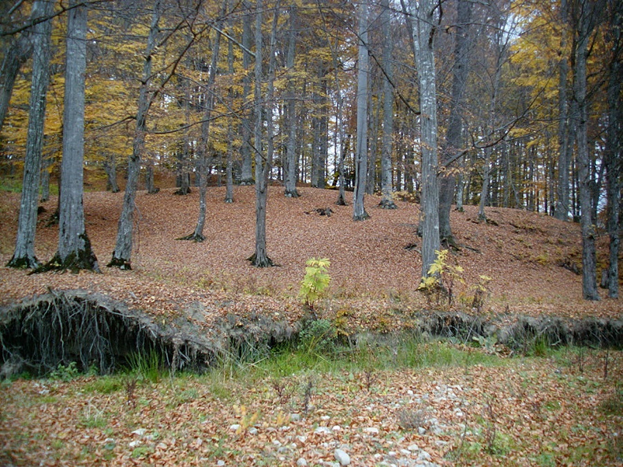 Rezervația de zimbri și faună carpatină „Dragoș Vodă” – Vânători-Neamț – fotografia 4
